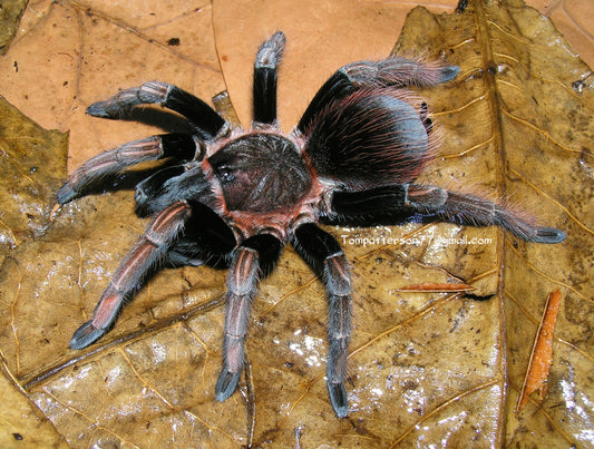 Sericopelma sp. Santa Catalina