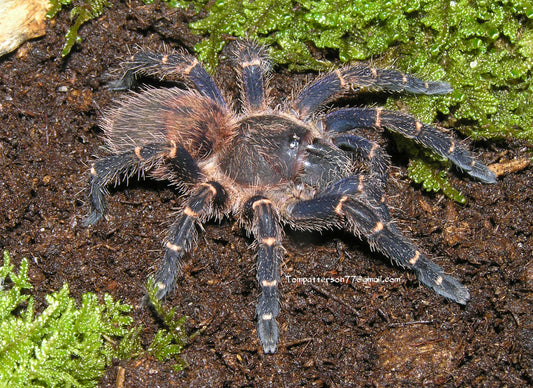 Neischnocolus cf. mecana 1/4”