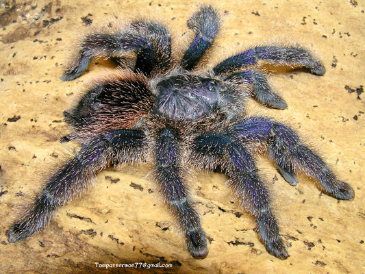 Avicularia juruensis 3/4”