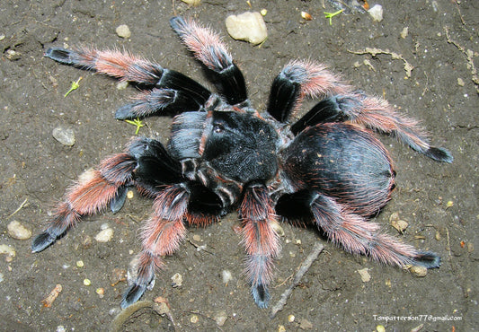 Brachypelma klaasi 1/2”