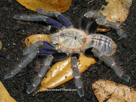 Cyriopagopus sp. “robustus”(Haplopelma robustum)