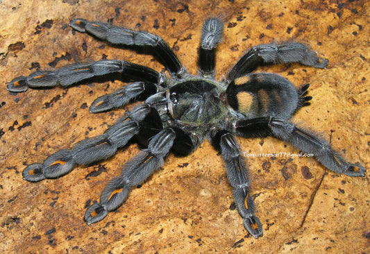 Psalmopoeus irminia