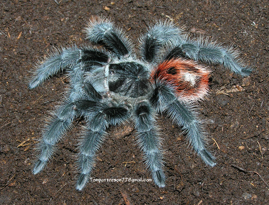 Grammostola iheringi