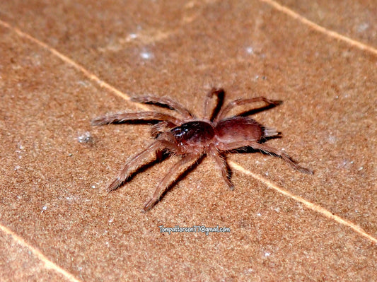 Guyruita cerrado 1/2”