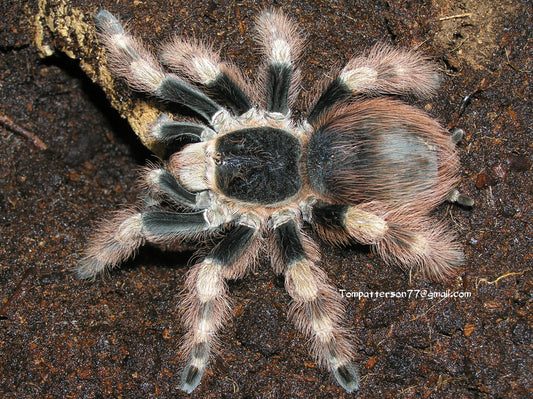 Nhandu coloratovillosus