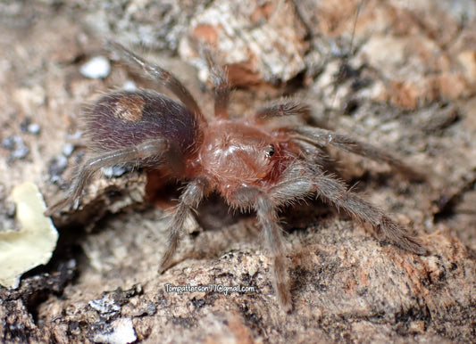 Thrixopelma sp blue