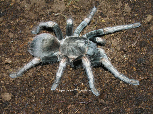 Lasiodorides polycuspulatus 1/2”