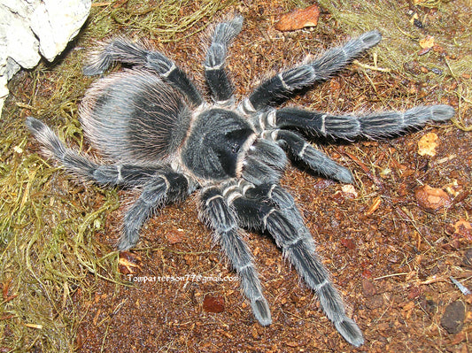 Lasiodora parahybana