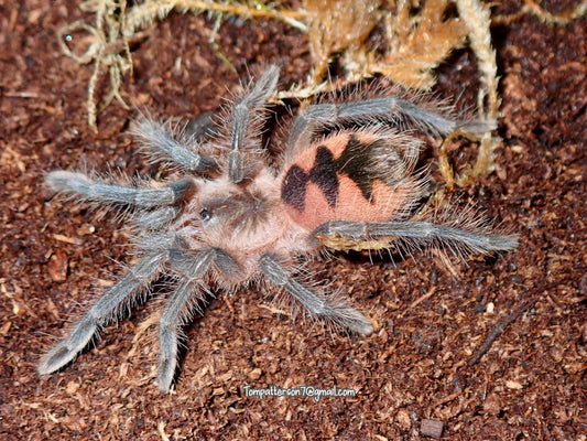 Pamphobeteus sp. Light