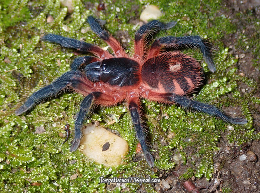 Davus sp. Panama 1/4”