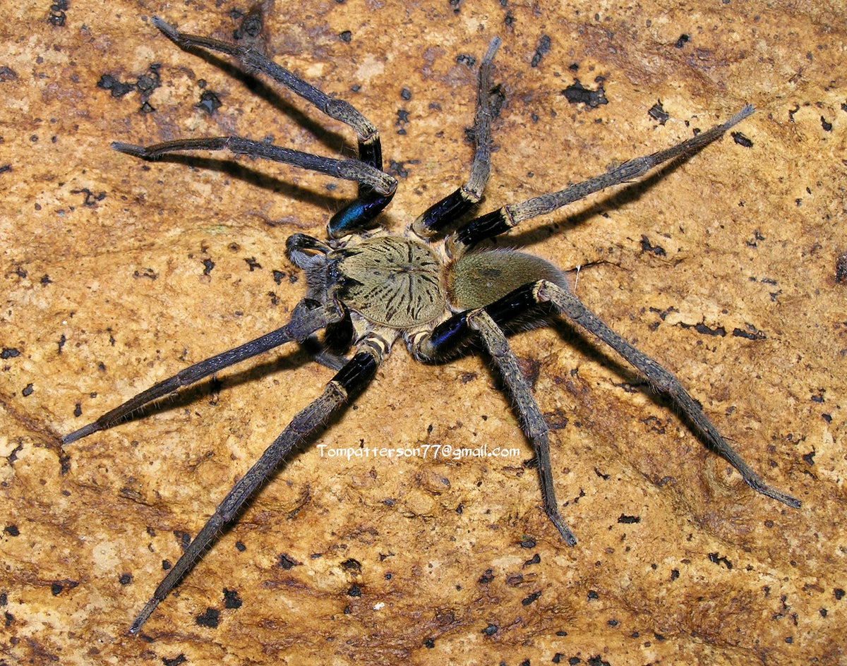 Macroctenus kingsleyi 4”suspected females