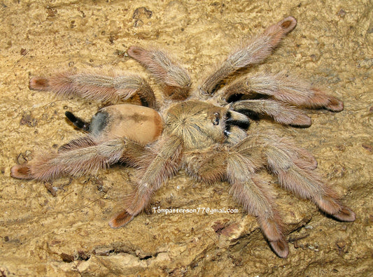 Psalmopoeus pulcher 3/4”