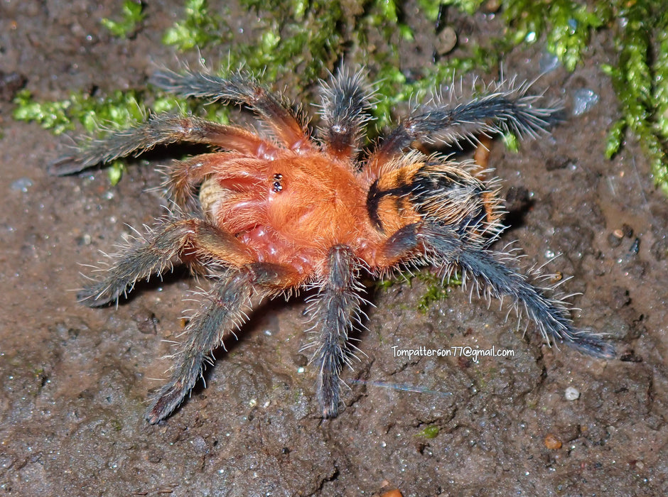 Hardcore Arachnids