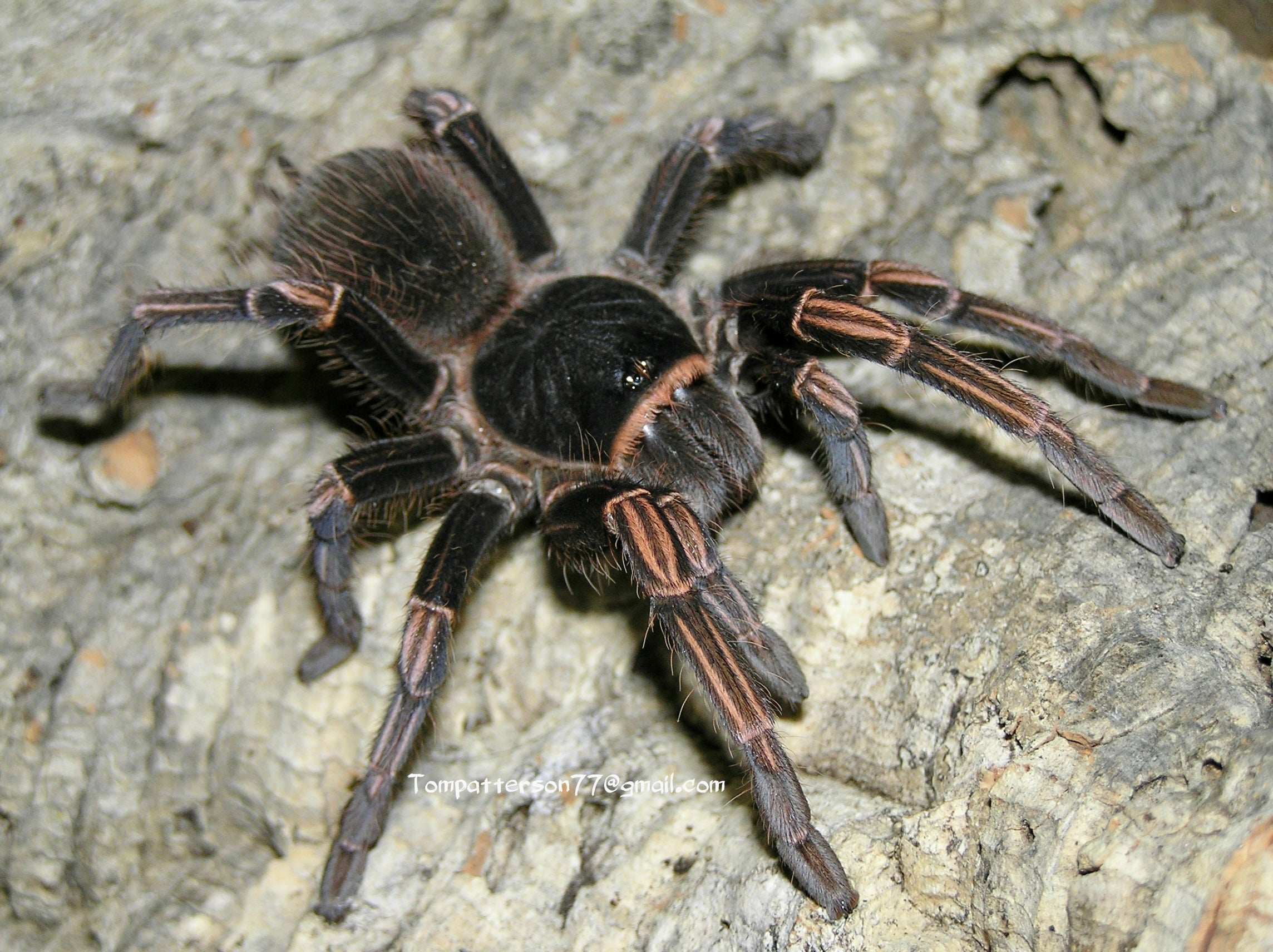 Опасные пауки в турции - Quara.ru