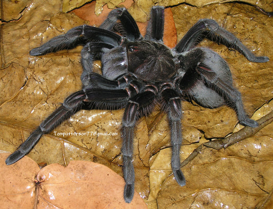Theraphosa apophysis 1.5”