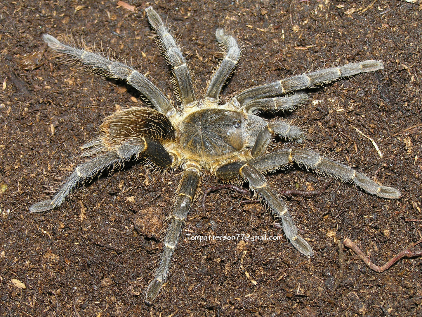 Acanthoscurria theraphosides