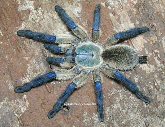 Monocentropus balfouri