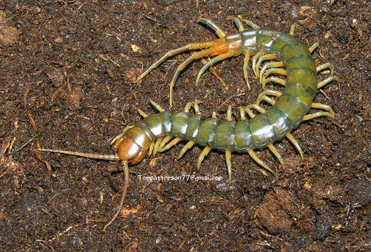 Rhysida longipes