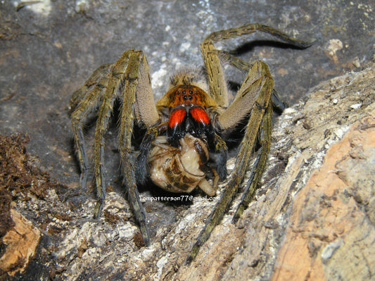 Piloctenus haematostoma 2” - 3” (males)