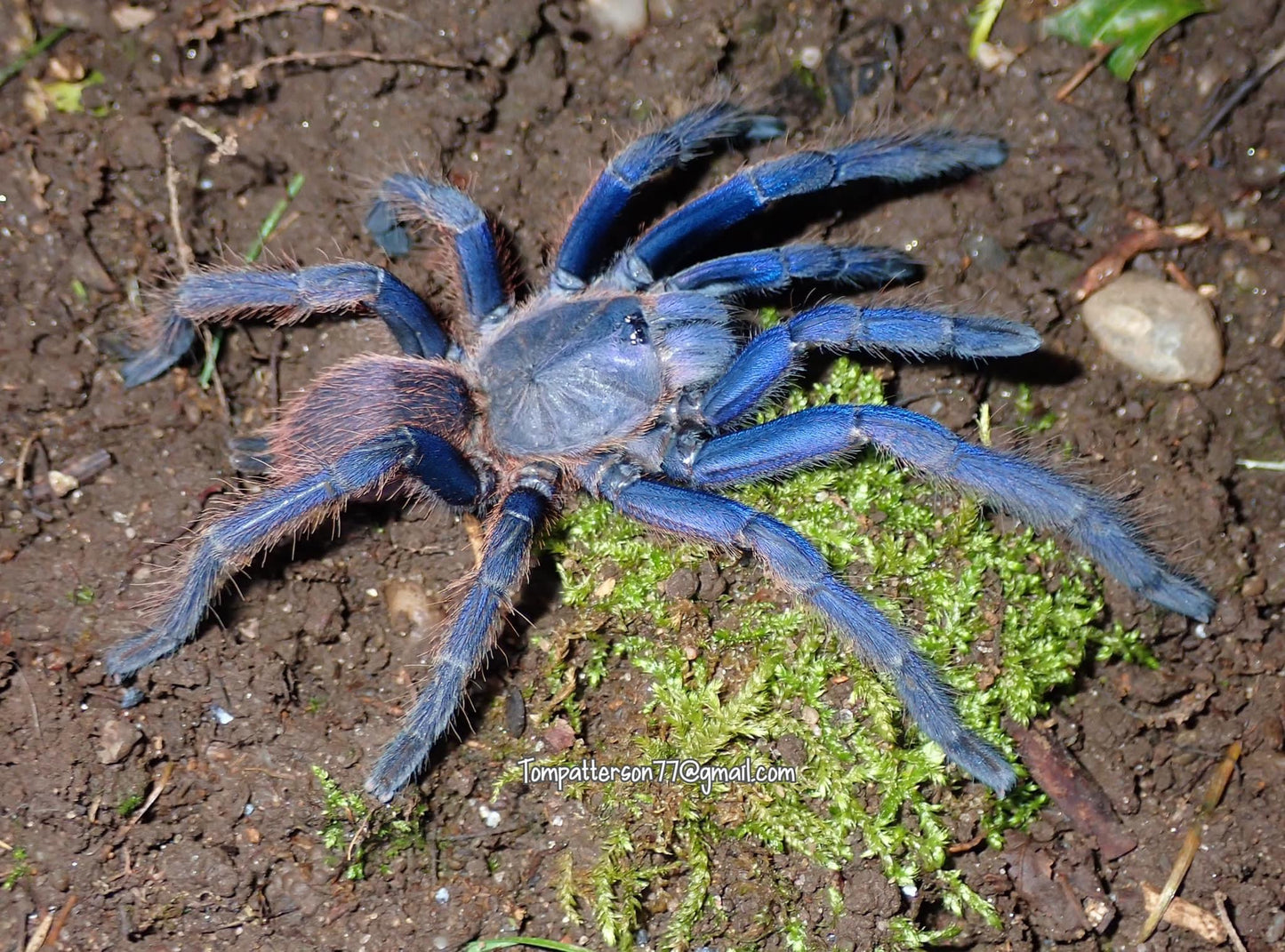 Chilobrachys sp. “South Vietnam blue”