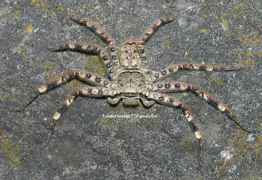 Barylestis variatus 2” suspected females