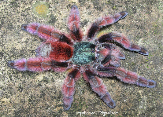 Caribena versicolor 3”