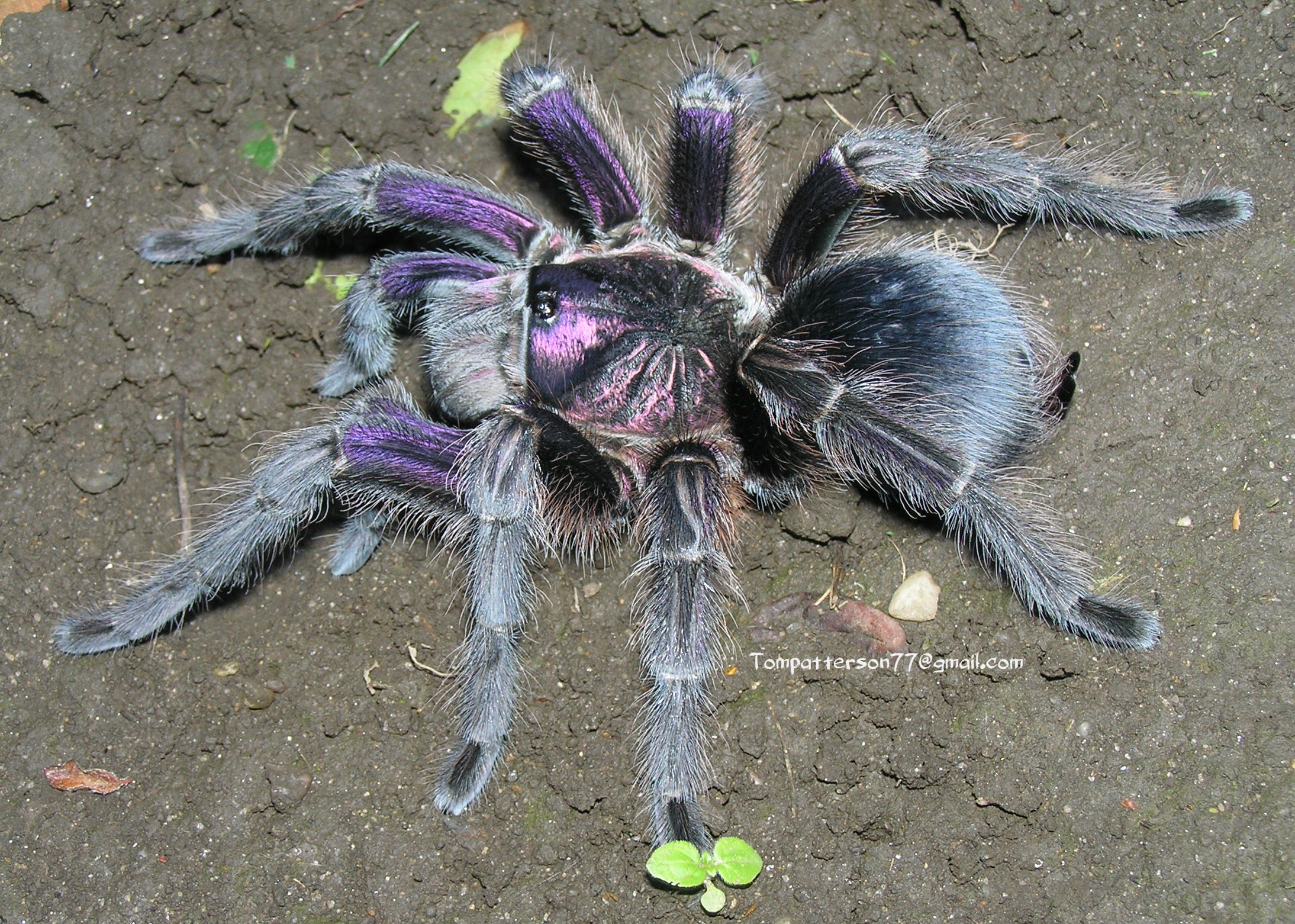 Phormictopus sp. Dominican purple – Hardcore Arachnids