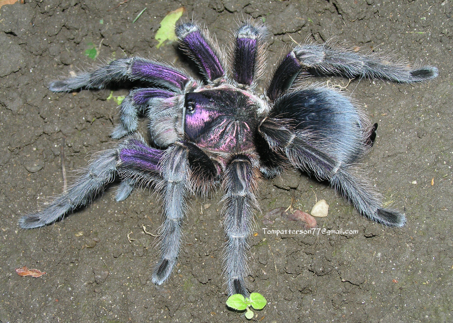 Phormictopus sp. Dominican purple