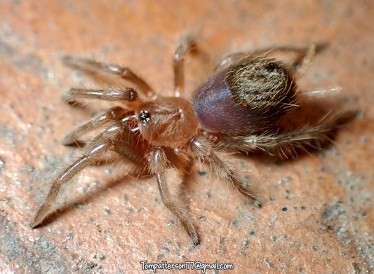 Tliltocatl kahlenbergi 1/2”