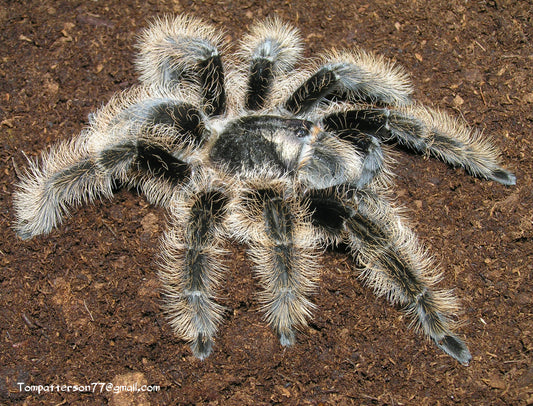 Tliltocatl albopilosus 1”