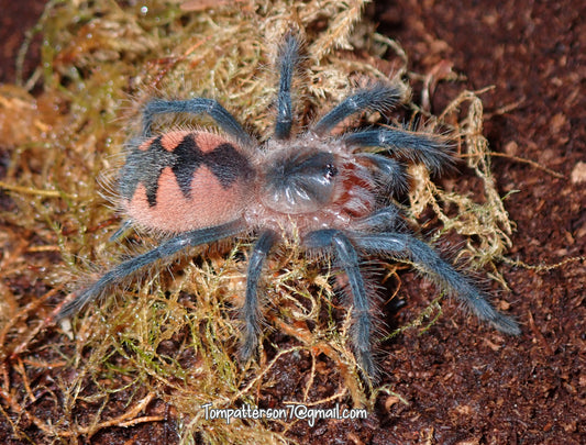 Pamphobeteus sp 'Manganegra'