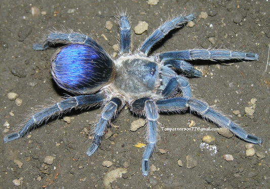 Pseudhapalopus sp. Blue