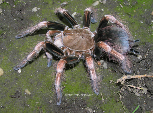 Pamphobeteus sp. Mascara 3.5” (suspected male)