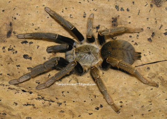 Encyocratella olivacea 3/4”