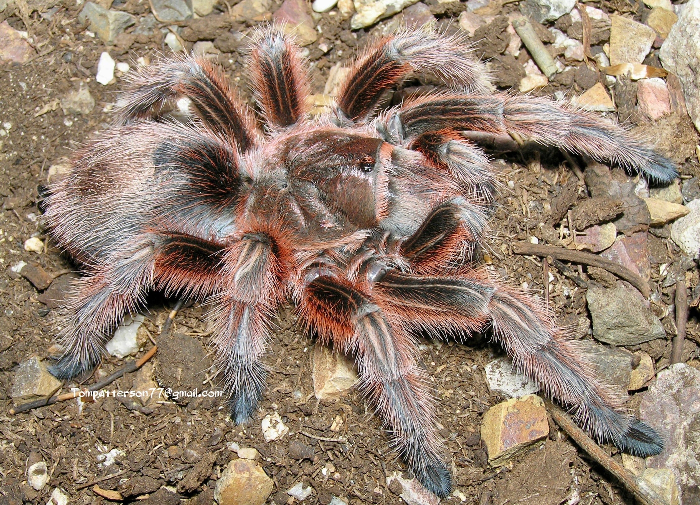 Grammostola rosea (RCF) 3/4” – Hardcore Arachnids