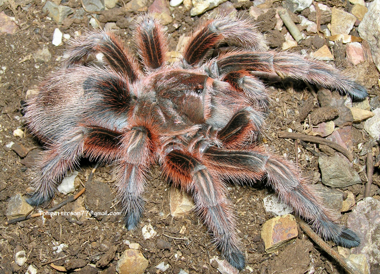 Grammostola rosea