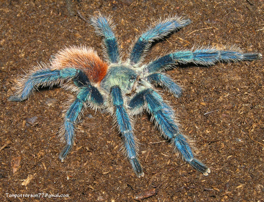 Dolichothele diamantinensis (arriving mid January)