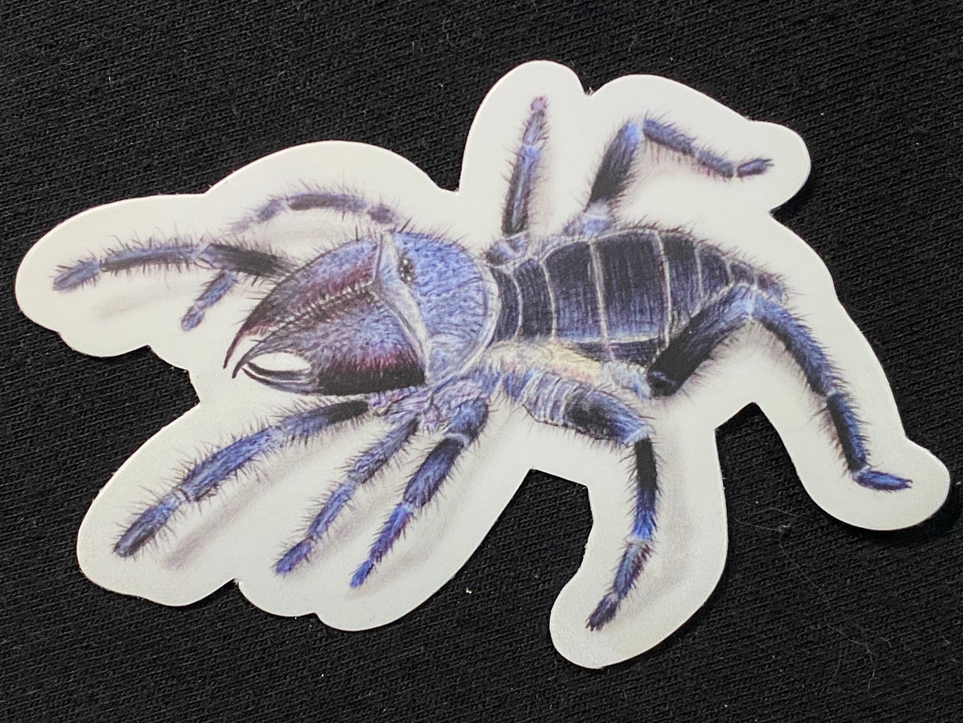 3” Vinyl stickers (Rhagodes sp.) – Hardcore Arachnids