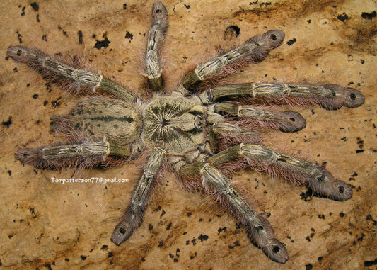 Stromatopelma calceatum