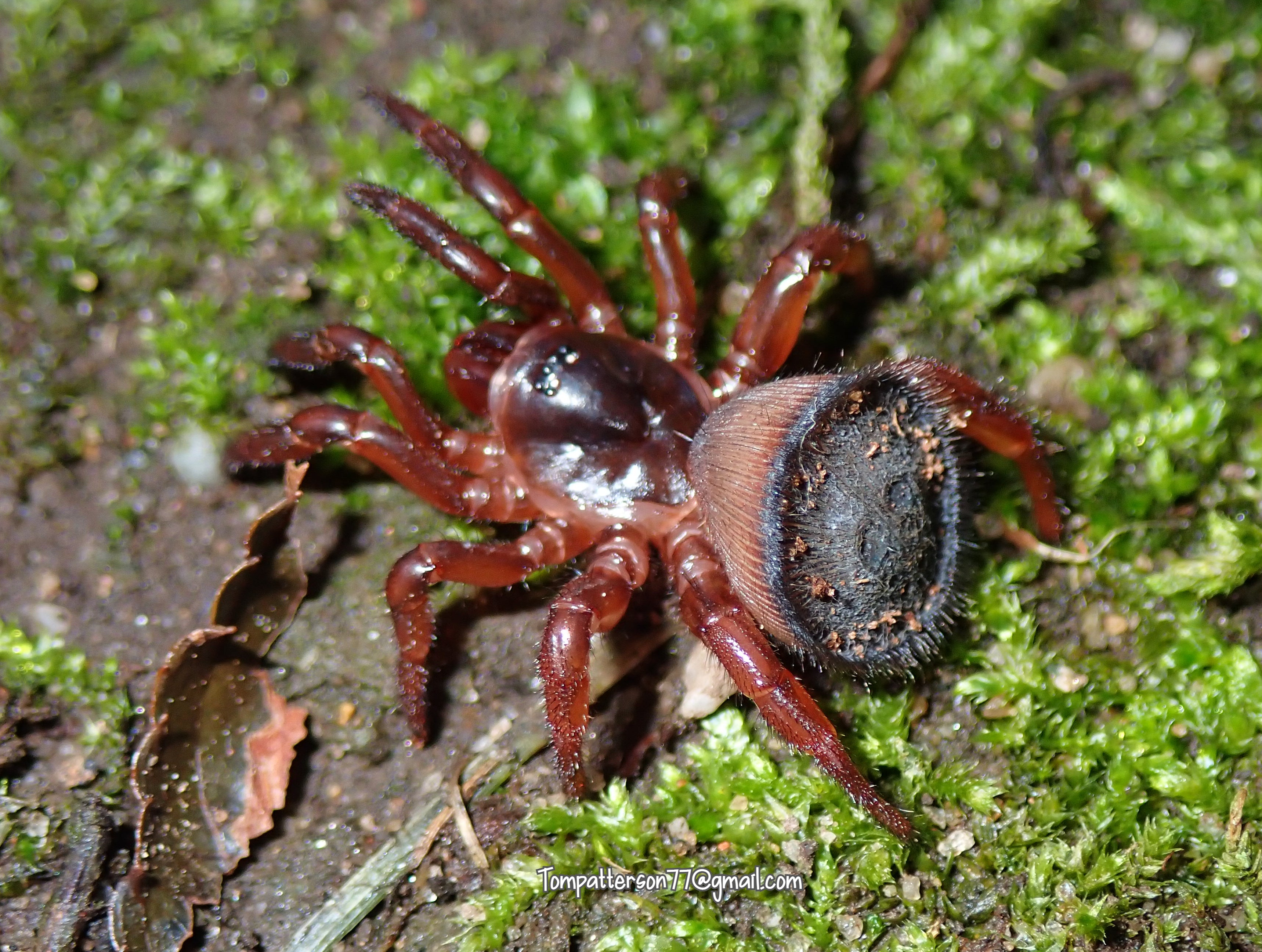 TRUE SPIDERS & MYGALOMORPHS – Hardcore Arachnids