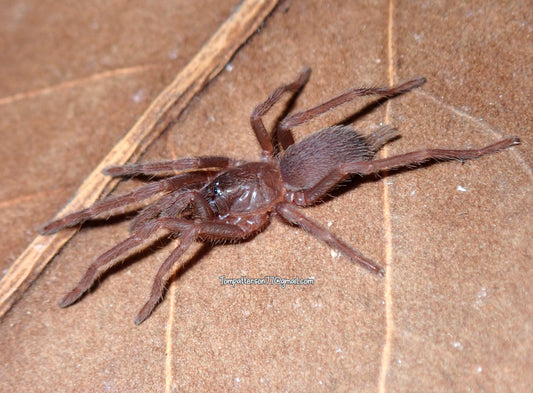 Selenobrachys sp.”Romblon “pink”