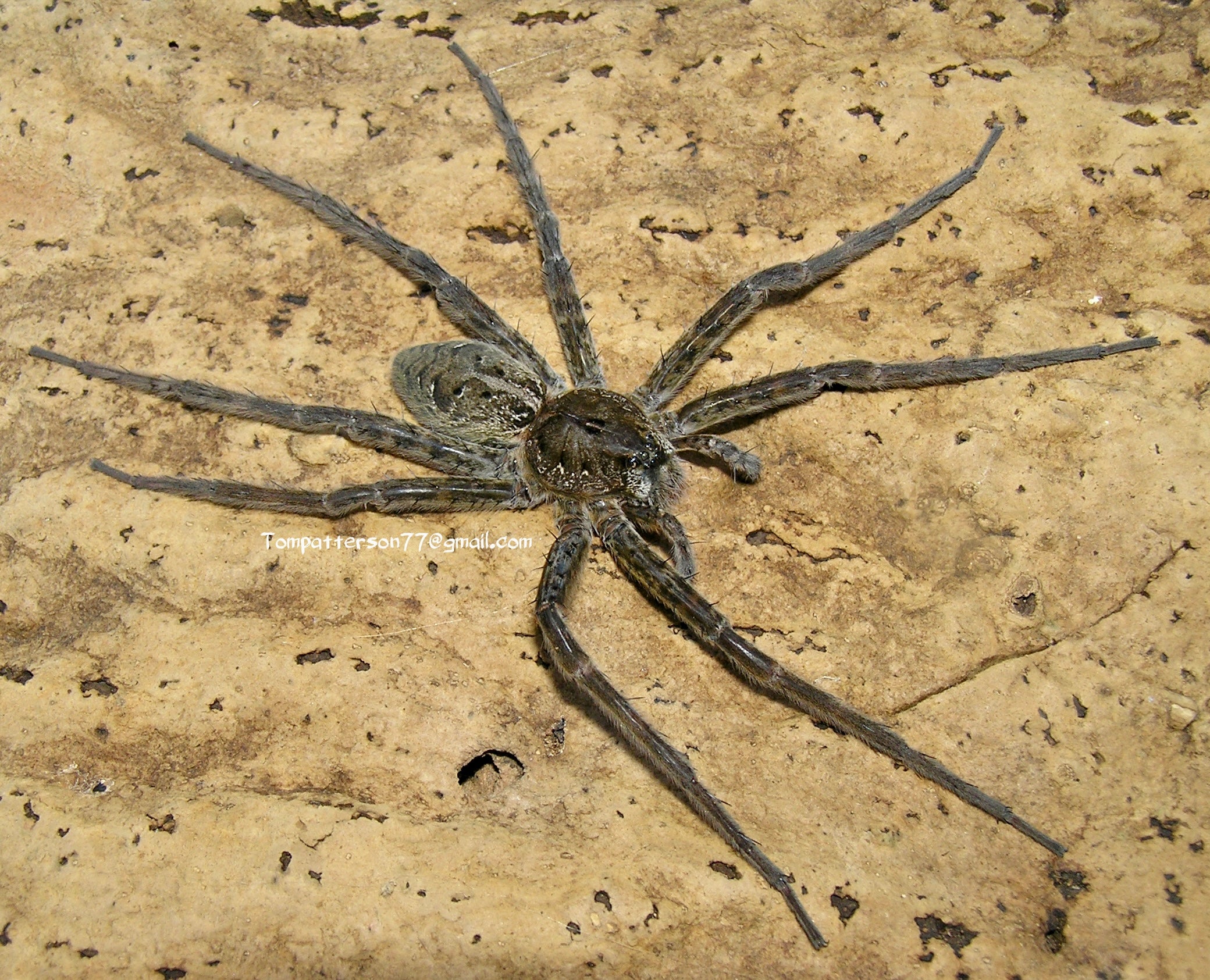 TRUE SPIDERS & MYGALOMORPHS – Hardcore Arachnids